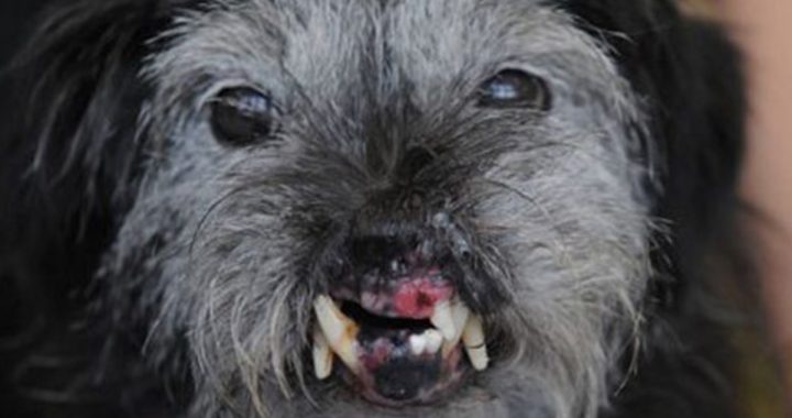 10 Ugliest Dogs of all times in the World
