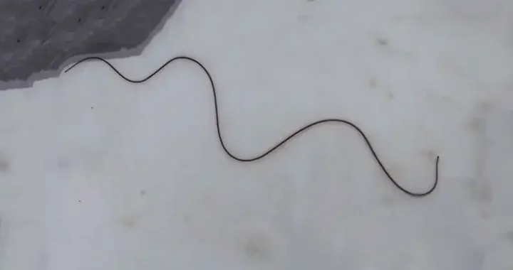 Falling Serpents – Nematomorpha (Horsehair Worms) where they come from